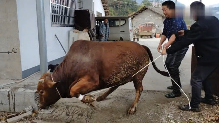 贵州农村杀牛直播，传统习俗与现代技术的碰撞与融合