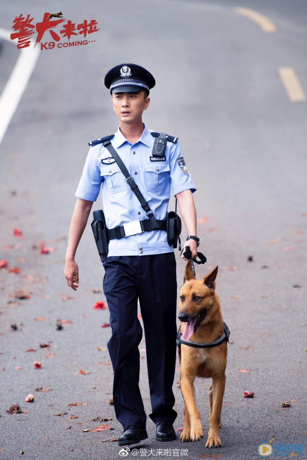 最新警犬电视剧大全，热血与忠诚的交织