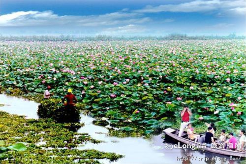 湖北洪湖最新消息，生态修复与旅游发展的双轮驱动